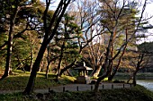 Lake by forest at Urban Park of Shinjuku, Tokyo, Japan