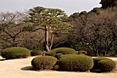 Clipped topirary at Urban Park of Shinjuku, Tokyo, Japan