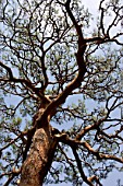 Pinus, pine trees at Urban Park of Shinjuku, Tokyo, Japan