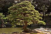 Pinus tree in urban park of Shinjuku Centre of Tokyo, Japan