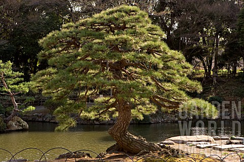 Pinus_tree_in_urban_park_of_Shinjuku_Centre_of_Tokyo_Japan