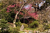 Cherry blossom garden, Urban Park of Shinjuku, Tokyo, Japan