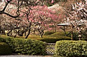Cherry blossom garden, Urban Park of Shinjuku, Tokyo, Japan
