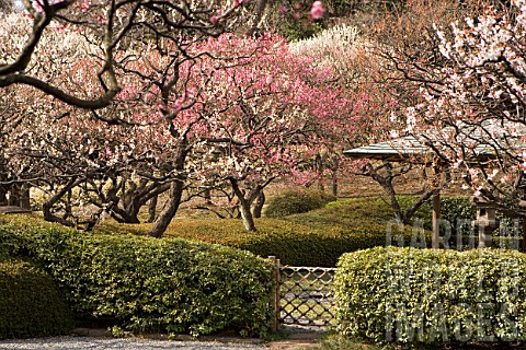 Cherry_blossom_garden_Urban_Park_of_Shinjuku_Tokyo_Japan