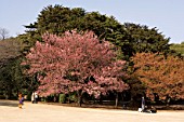 Prunus (large cherry tree) blossoming in urban Park of Shinjuku, Tokyo, Japan