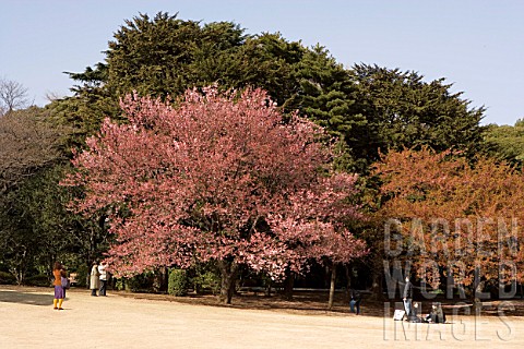 Prunus_large_cherry_tree_blossoming_in_urban_Park_of_Shinjuku_Tokyo_Japan