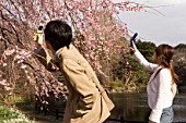 Japanese photographing cherry blossom with their smartphones, urban Park of Shinjuku, Tokyo, Japan