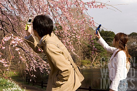 Japanese_photographing_cherry_blossom_with_their_smartphones_urban_Park_of_Shinjuku_Tokyo_Japan
