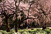 Japanese garden, full of Prunus (cherry blossom) urban Park of Shinjuku, Tokyo, Japan