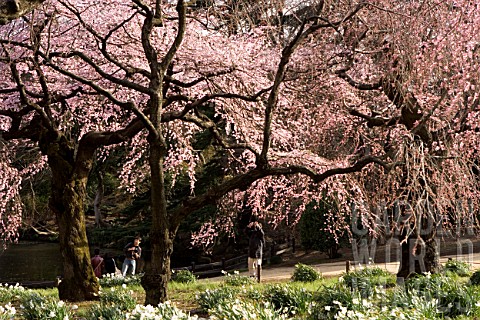 Japanese_garden_full_of_Prunus_cherry_blossom_urban_Park_of_Shinjuku_Tokyo_Japan