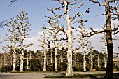 Trimmed hybrid plane trees, urban Park of Shinjuku, Tokyo, Japan