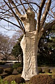 Tree wrapped in fleece for overwintering, urban Park of Shinjuku, Japan