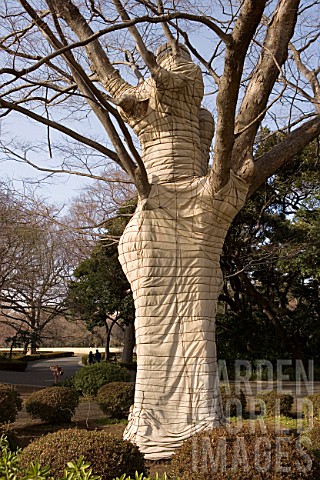 Tree_wrapped_in_fleece_for_overwintering_urban_Park_of_Shinjuku_Japan