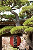 Temple entrance with Pinus clipped in cloud form, Imperial City of Kamakura, Japan