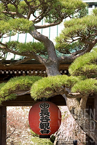 Temple_entrance_with_Pinus_clipped_in_cloud_form_Imperial_City_of_Kamakura_Japan