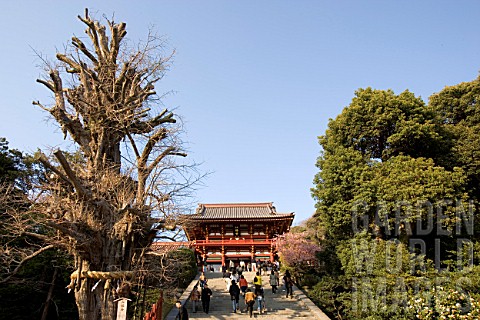 Temple_and_Ginkgo_biloba_in_Imperial_City_of_Kamakura_Japan