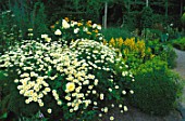 Yellow border with Rosa Happy Child and Anthemis sp.