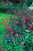 Centranthus ruber in the Garden of Grelle in Belgium