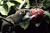 Eliomys quercinus (Garden Dormouse) eating a mirabelle plum