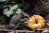 Eliomys quercinus (Garden Dormouse) eating an apple