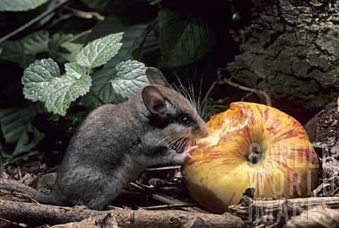 Eliomys_quercinus_Garden_Dormouse_eating_an_apple