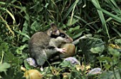 Eliomys quercinus (Garden Dormouse) eating a mirabelle plum