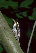 Certhia brachydactyla (Treecreeper) nourishing itself on a branch