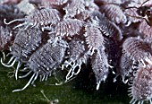 Colony of Pseudococcus longispinus (Cochineal bugs)