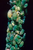 Green aphid colony on steam