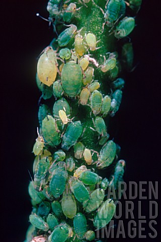 Green_aphid_colony_on_steam