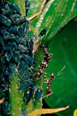 Black ants feeding on black aphids