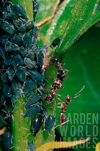Black_ants_feeding_on_black_aphids