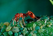 Red ants feeding on aphids