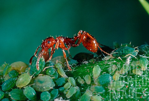 Red_ants_feeding_on_aphids