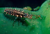 Green lacewing larva eating an Aphid