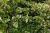 Malus transitoria (Crabapple flowers in spring)