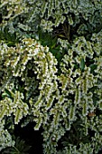 Pieris japonica Cupido