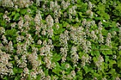 Tiarella cordifolia