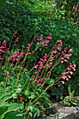 Heuchera Bressingham