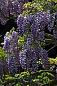 Wisteria sinensis in flower