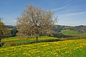 Malus domestica (apple trees) in a meadow of Taraxacum officinale (dandelions)