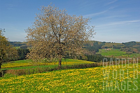 Malus_domestica_apple_trees_in_a_meadow_of_Taraxacum_officinale_dandelions