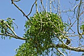 European mistletoe (Viscum album)