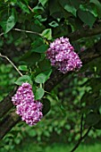 Syringa Thirion