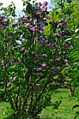 Syringa Thirion