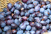 Harvesting Olea europaea (olives)