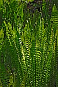 Matteuccia (Ostrich fern)