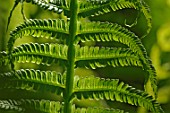 Matteuccia (Ostrich fern)