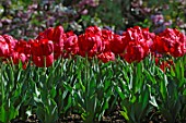 Tulipa Karl Doorman