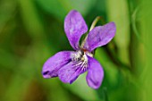 Viola riviniana